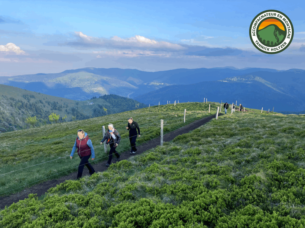 Chamois Guide Vosges Yannick Holtzer (6)